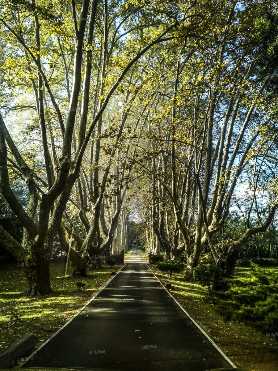 Château des Garcinières - Alley of Chateau