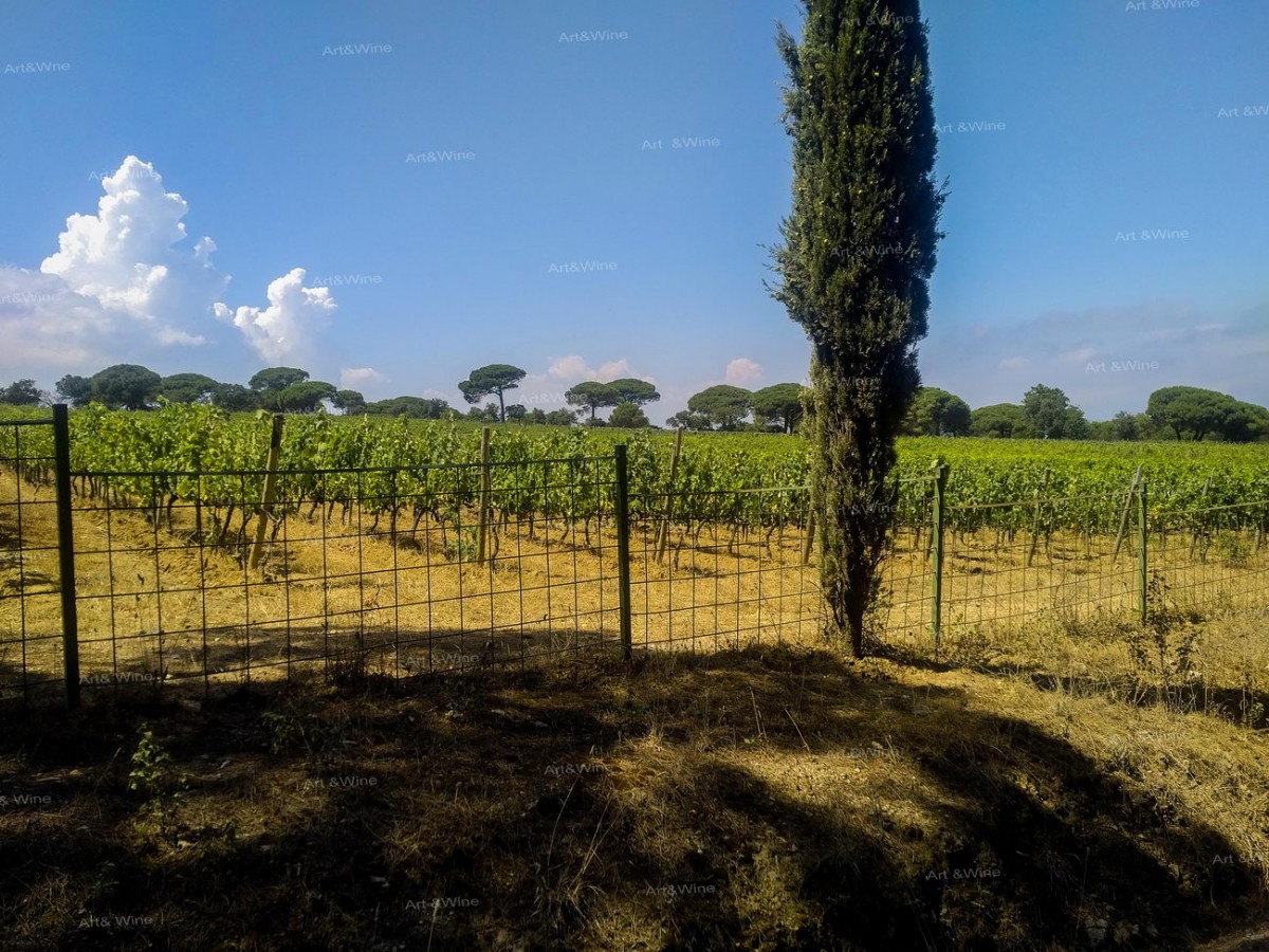 Chateau Volterra - winnica