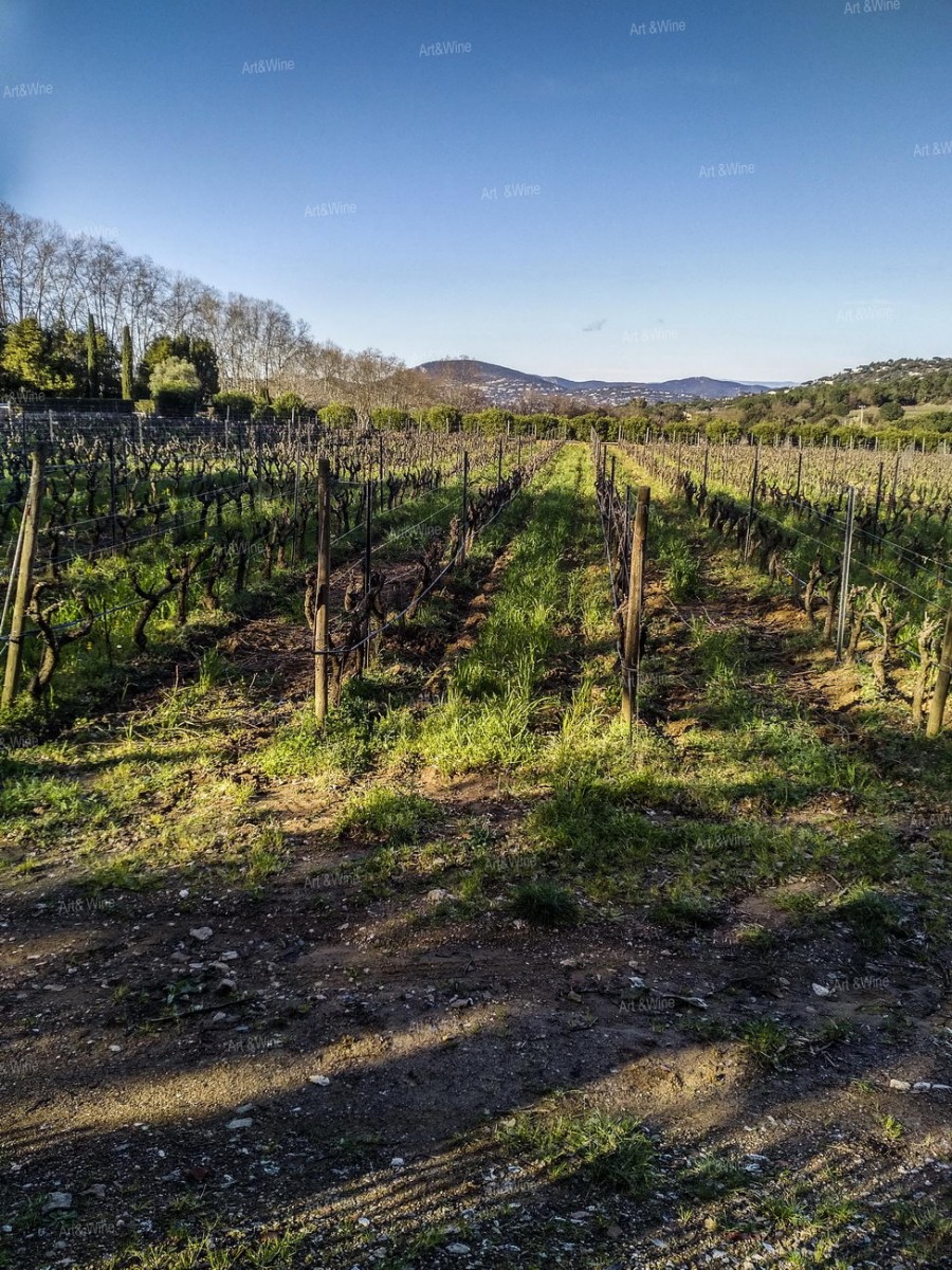 Chateau Minuty - grapewine